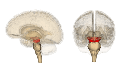 Midbrain | Facts, Anatomy, Functions, Summary & Definition