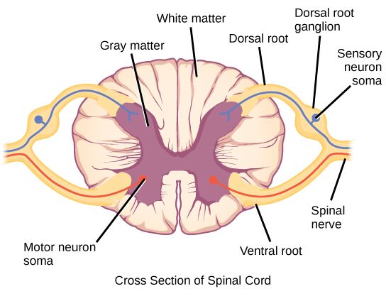 Grey Matter and White Matter Location Summary Differences