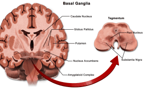 Midbrain | Facts, Anatomy, Functions, Summary & Definition