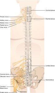 The Spinal Cord | Facts, Anatomy, Functions & Overview