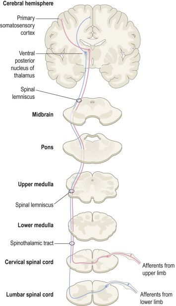 Ascending Spinal Tracts | Facts, Types, Functions, Systems & Overview