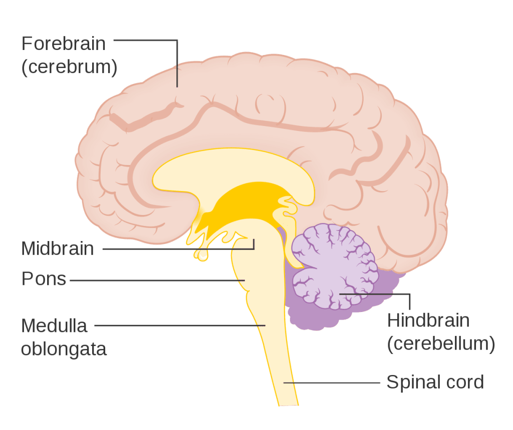 Medulla Oblongata | Facts, Position In Brain, Summary & Function